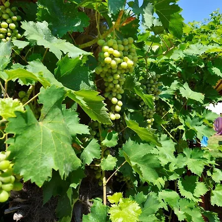 Pensión Complex Nevia Poreč